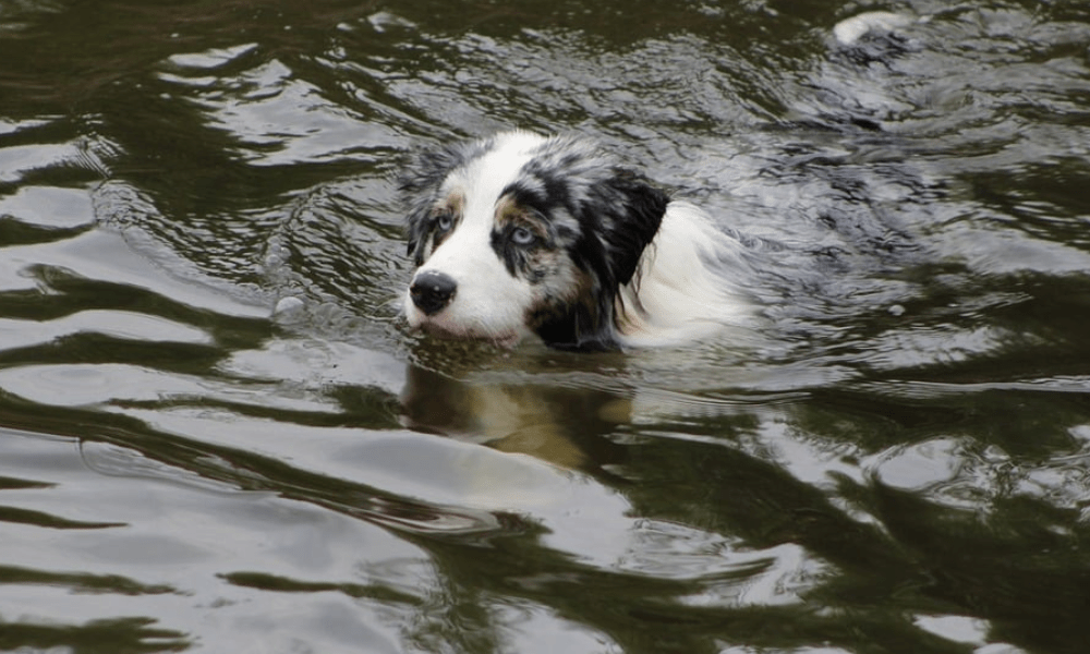 Dog-Friendly Hay-on-Wye